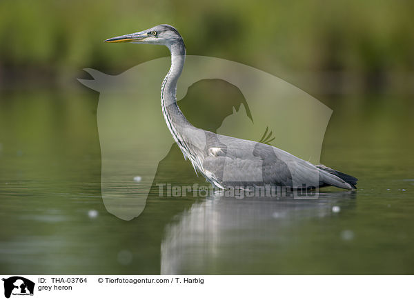 Graureiher / grey heron / THA-03764