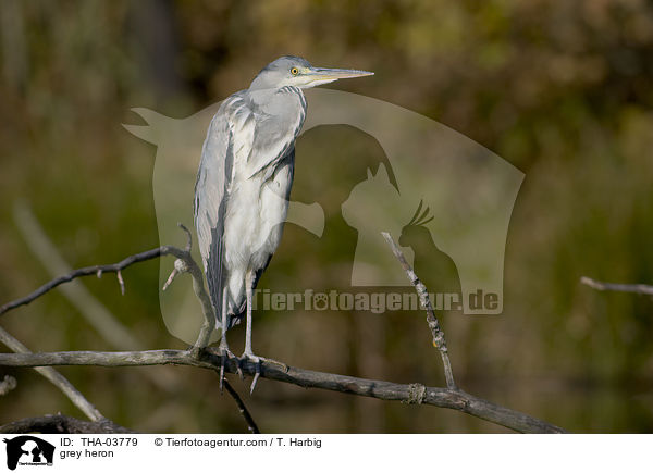 Graureiher / grey heron / THA-03779