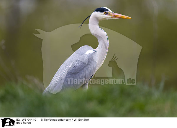 Graureiher / grey heron / WS-04449