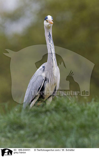 Graureiher / grey heron / WS-04451