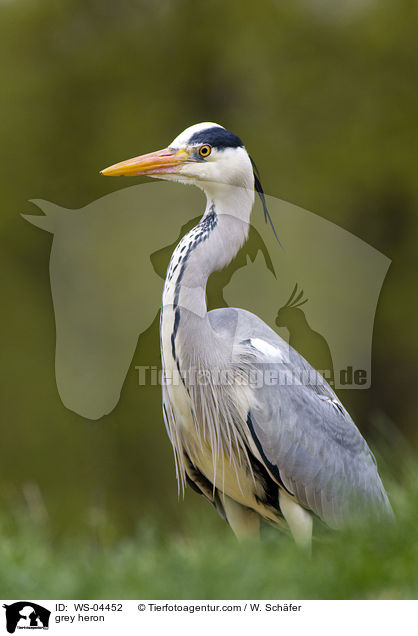 Graureiher / grey heron / WS-04452