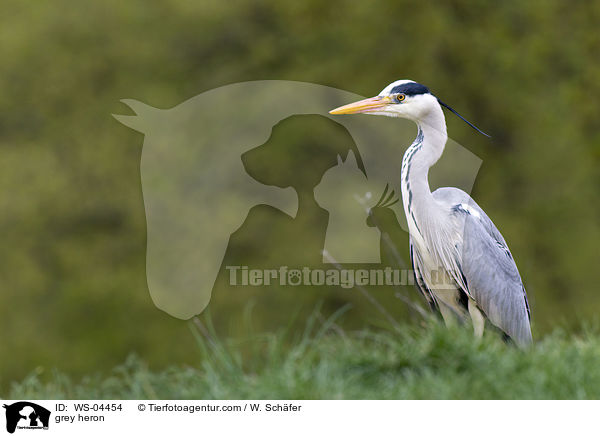 Graureiher / grey heron / WS-04454