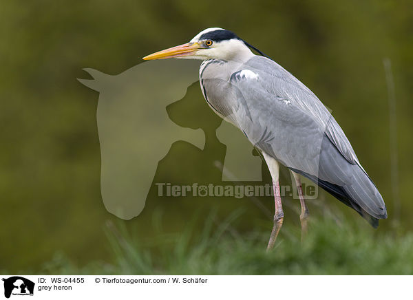 Graureiher / grey heron / WS-04455