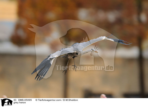 Graureiher / grey heron / DMS-05095