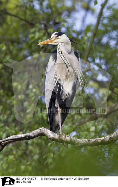 grey heron / WS-04608