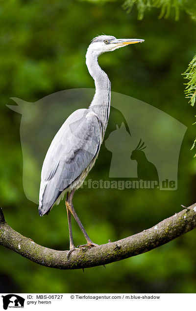 grey heron / MBS-06727