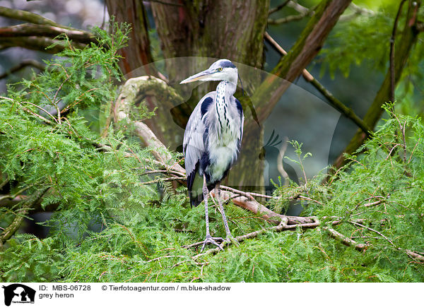 grey heron / MBS-06728