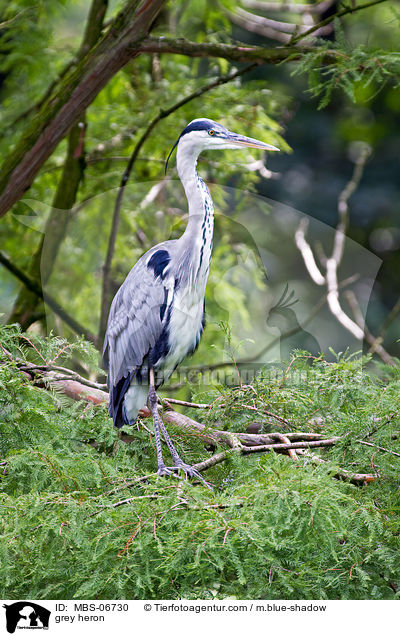 grey heron / MBS-06730
