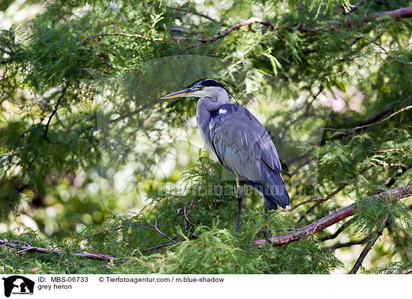 Graureiher / grey heron / MBS-06733