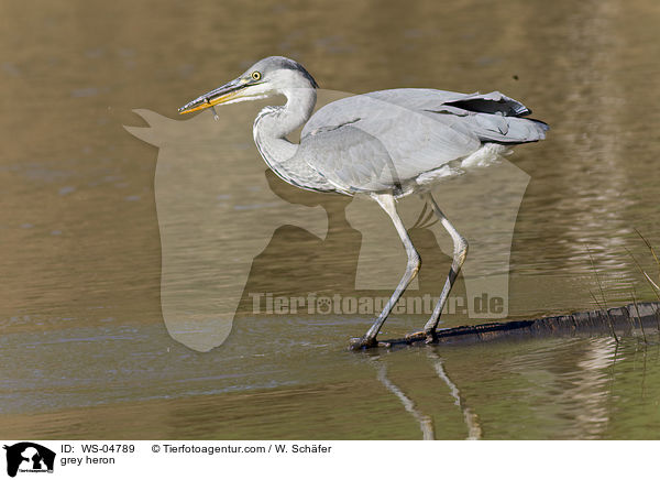 Graureiher / grey heron / WS-04789