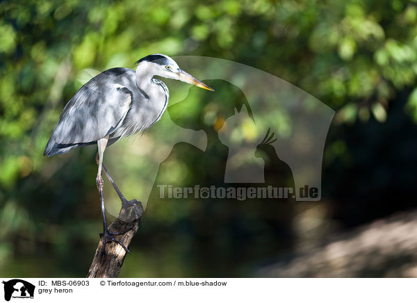 grey heron / MBS-06903