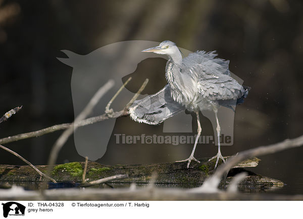 grey heron / THA-04328