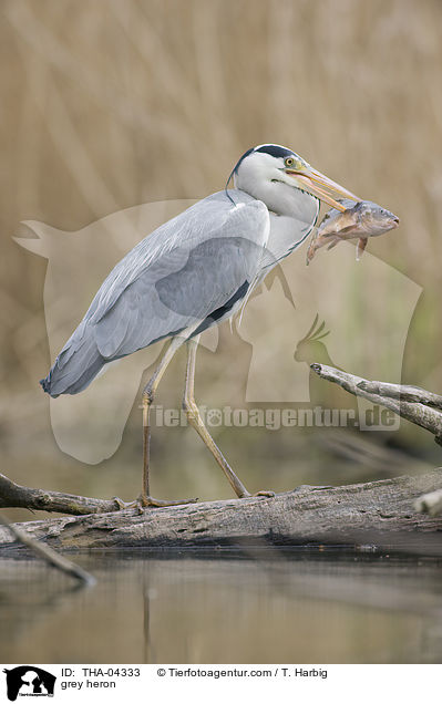 grey heron / THA-04333