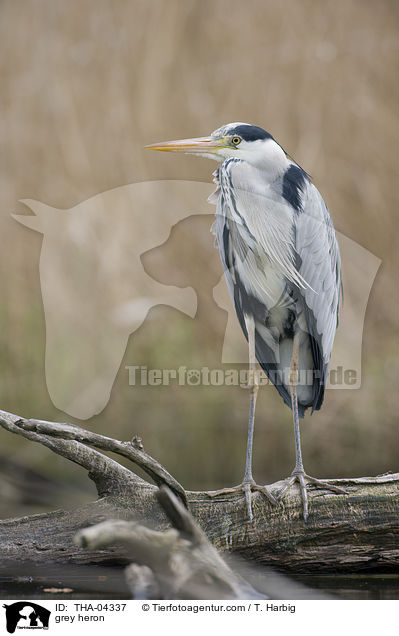 grey heron / THA-04337