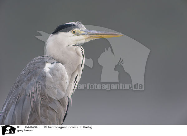grey heron / THA-04343