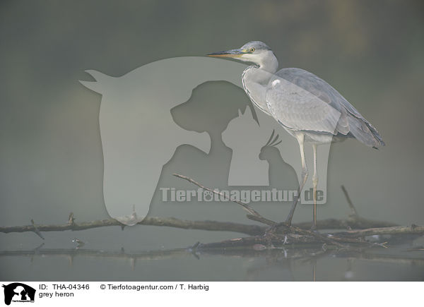 grey heron / THA-04346