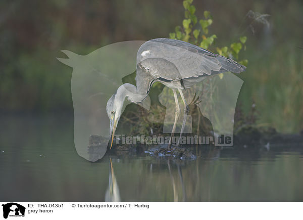 grey heron / THA-04351