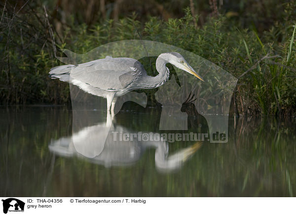 grey heron / THA-04356