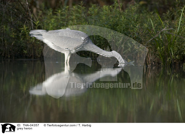 Graureiher / grey heron / THA-04357