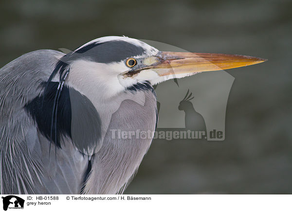 Graureiher / grey heron / HB-01588