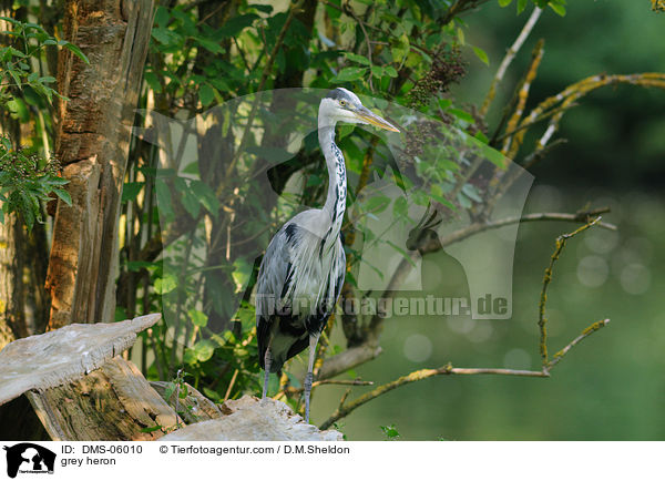 Graureiher / grey heron / DMS-06010