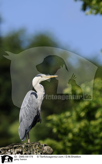 grey heron / DMS-06179