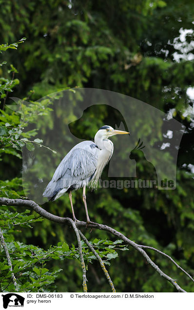 Graureiher / grey heron / DMS-06183