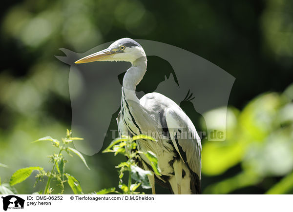 grey heron / DMS-06252