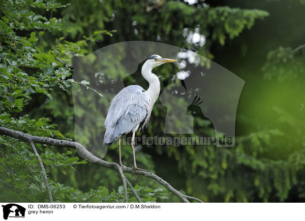 Graureiher / grey heron / DMS-06253
