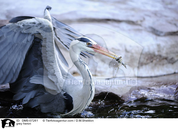 Graureiher / grey heron / DMS-07261