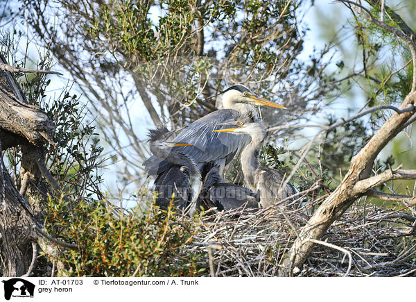 Graureiher / grey heron / AT-01703