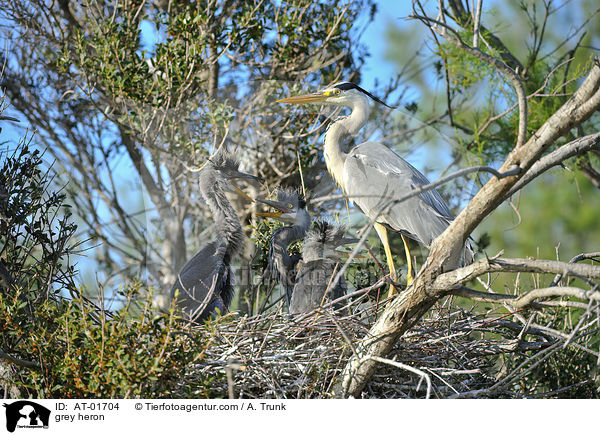 grey heron / AT-01704