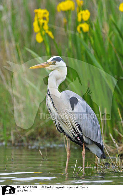 Graureiher / grey heron / AT-01706