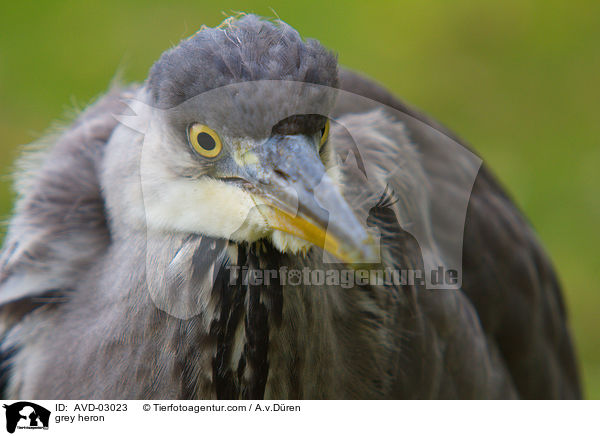 Graureiher / grey heron / AVD-03023