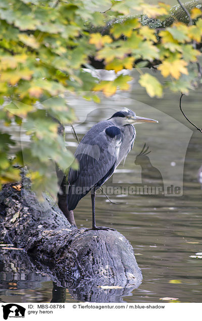 Graureiher / grey heron / MBS-08784