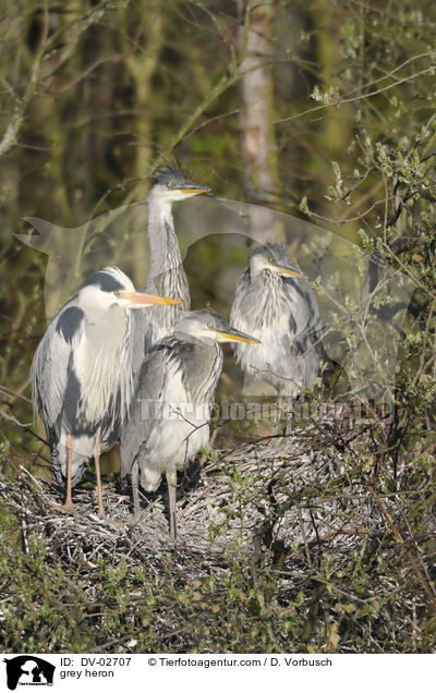 Graureiher / grey heron / DV-02707