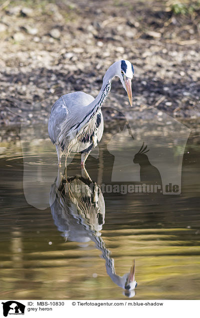 Graureiher / grey heron / MBS-10830