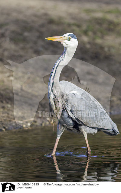 grey heron / MBS-10835