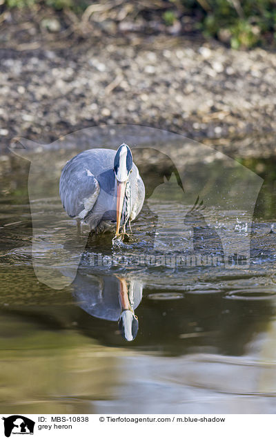 Graureiher / grey heron / MBS-10838