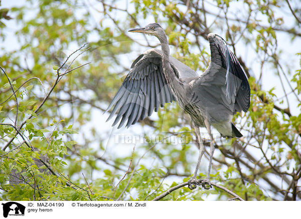grey heron / MAZ-04190