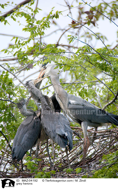 grey herons / MAZ-04192