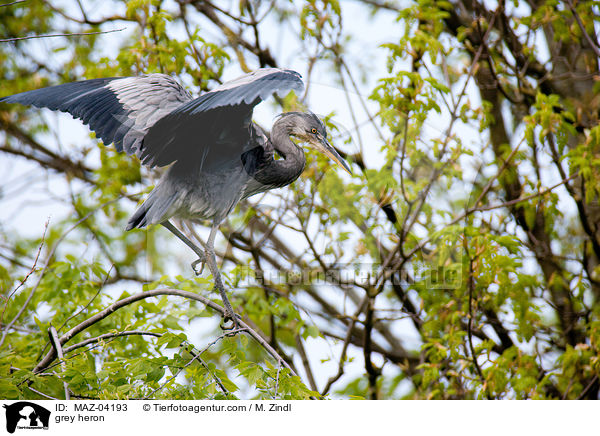 grey heron / MAZ-04193