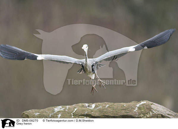 Graureiher / Grey heron / DMS-08270