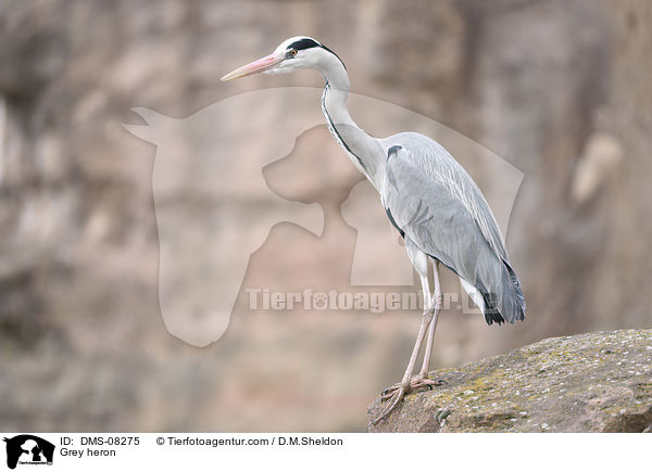 Grey heron / DMS-08275