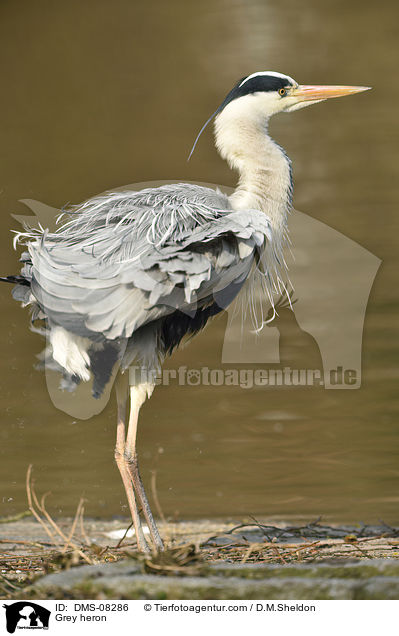 Graureiher / Grey heron / DMS-08286