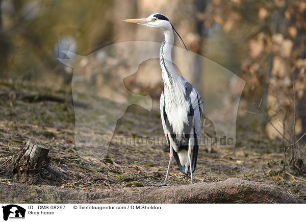 Grey heron / DMS-08297