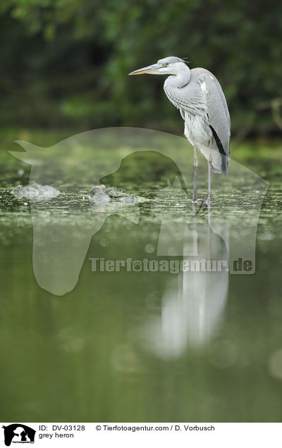grey heron / DV-03128