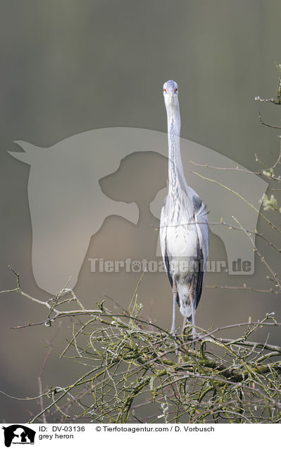 Graureiher / grey heron / DV-03136