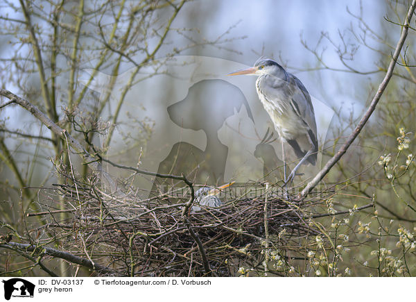 Graureiher / grey heron / DV-03137