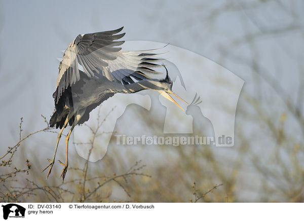 Graureiher / grey heron / DV-03140